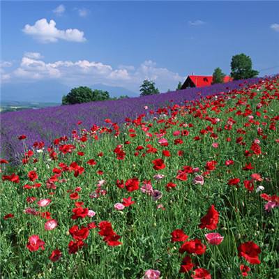 BO半岛综合app安全下载app下载截图